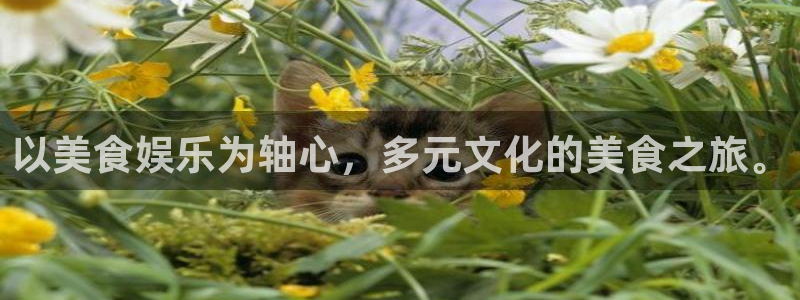赢咖代理：以美食娱乐为轴心，多元文化的美食之旅。